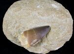 Mosasaur (Prognathodon) Tooth In Matrix #24351-1